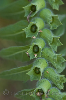 BB 06 0047 / Hyoscyamus niger / Bulmeurt